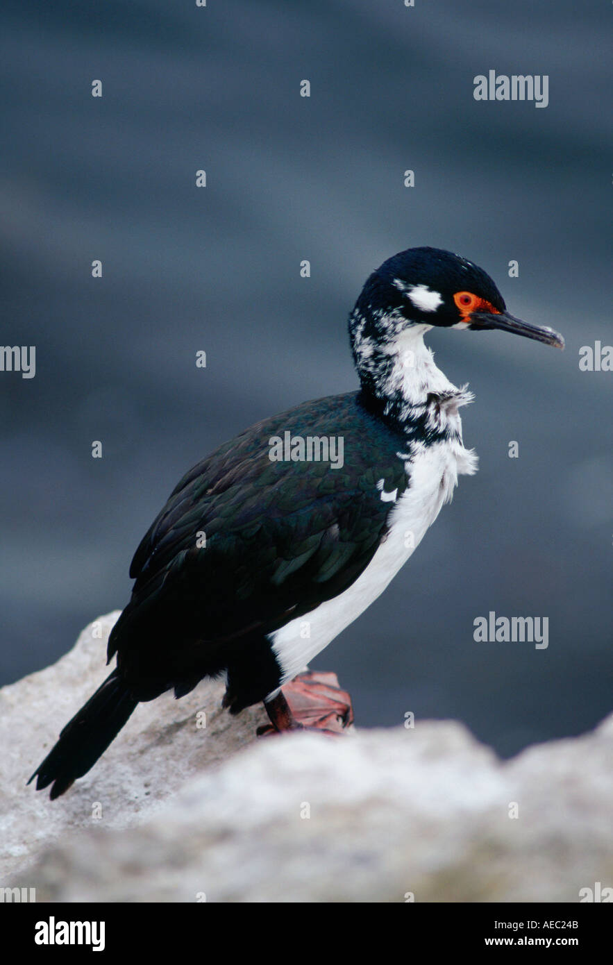 Shag Rock bird Sea Lion Island Iles Falkland Banque D'Images