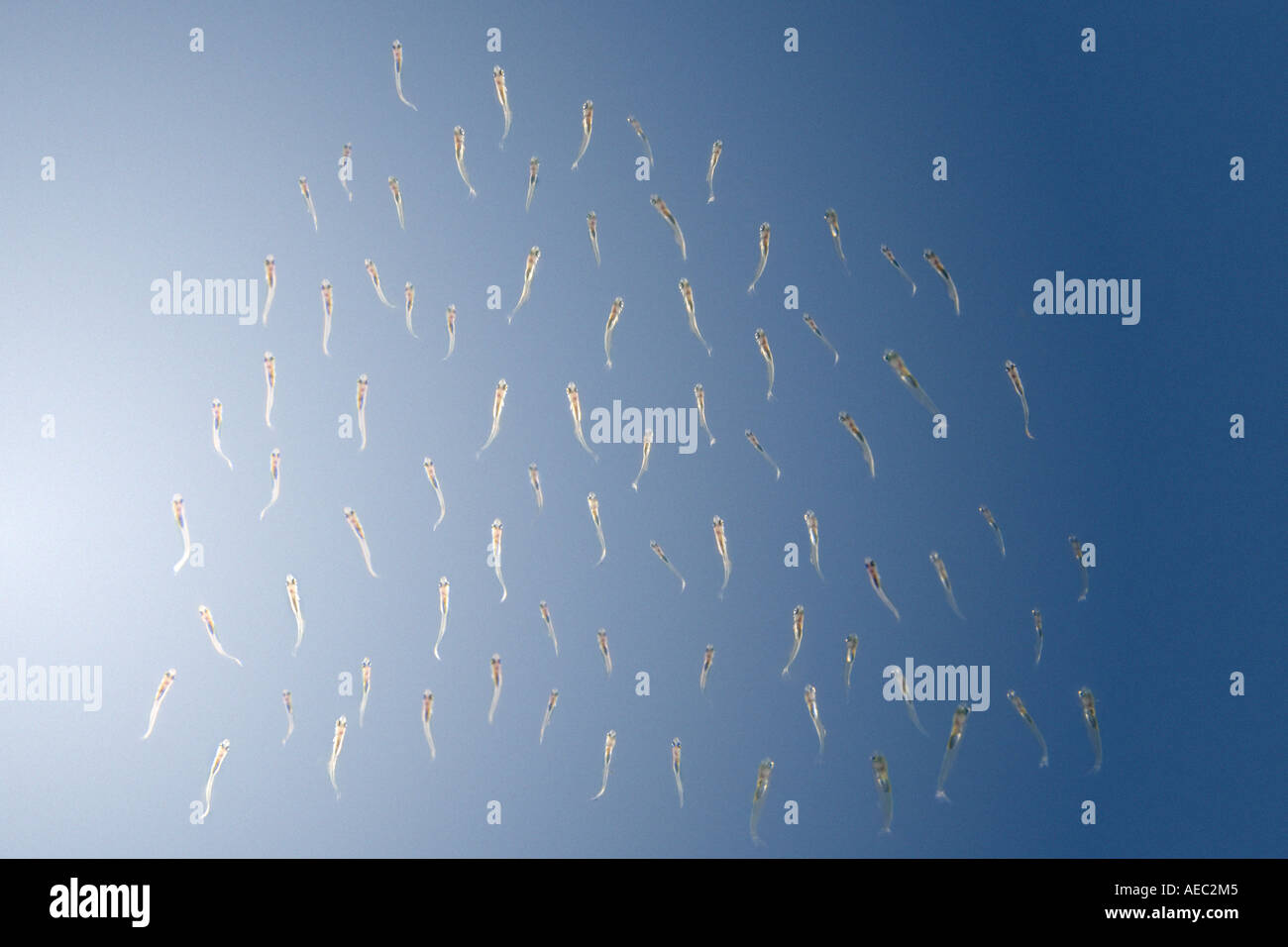 Freswater alevins de poissons dans leur milieu naturel (France). Des alevins de poissons d'eau douce en milieu naturel (France). Banque D'Images