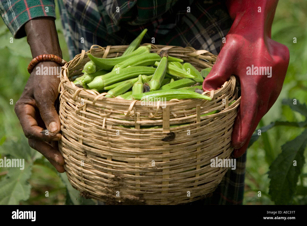 Mains de travailleur agricole holding panier plein de okra pods sur exploitation agricole en Afrique de l'Ouest Ghana Banque D'Images