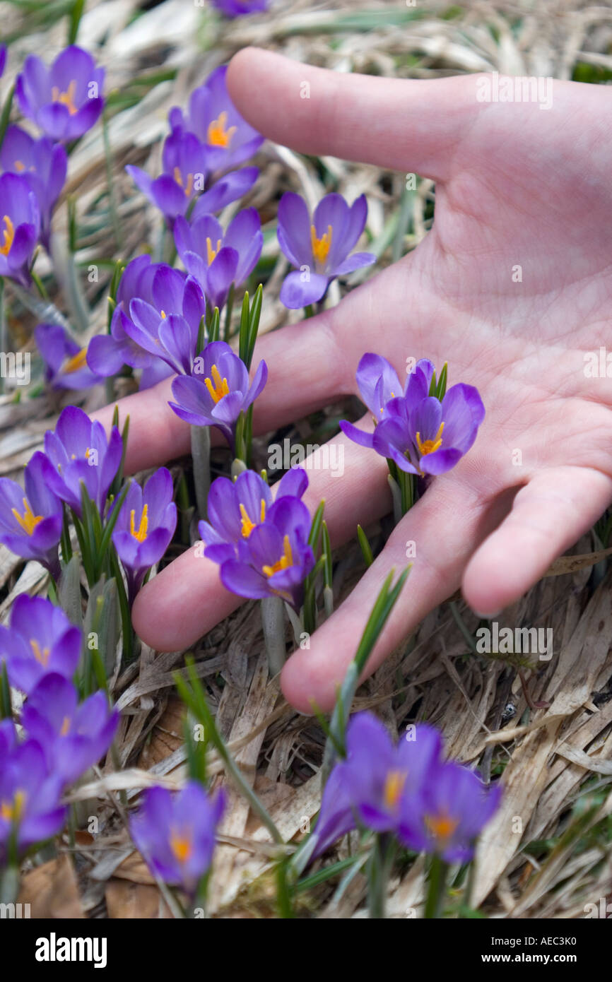 Les Crocus Crocus sauvages (sp) dans la réserve naturelle de la Vallée de Chaudefour (France). Crocus sauvages dans la réserve de Chaudefour. Banque D'Images