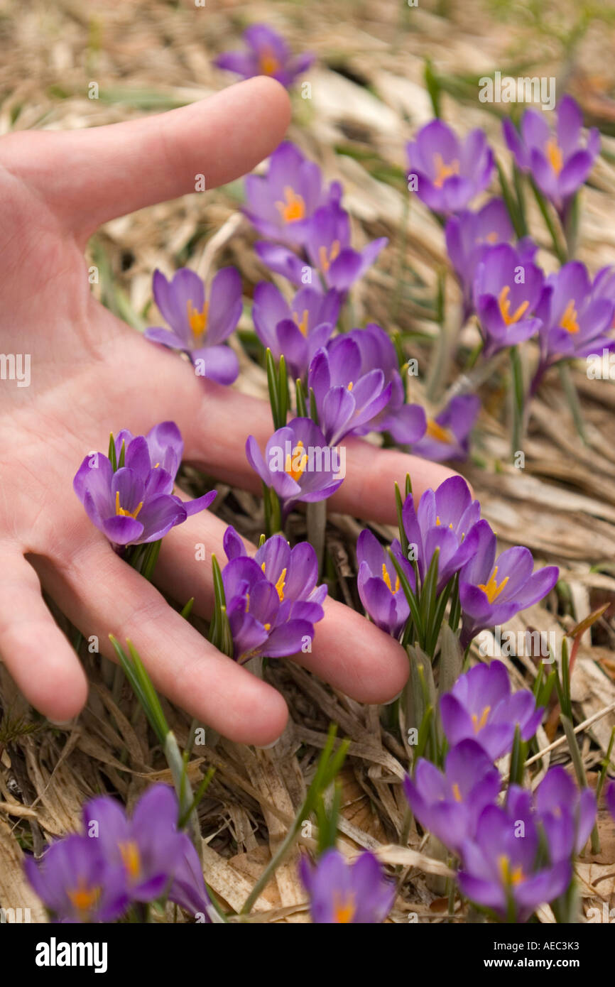 Les Crocus Crocus sauvages (sp) dans la réserve naturelle de la Vallée de Chaudefour (France). Crocus sauvages dans la réserve de Chaudefour. Banque D'Images