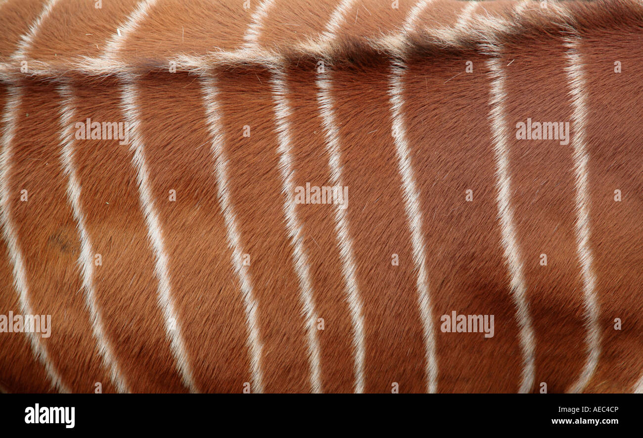 Gros plan sur le manteau de l'est ou montagne Bongo (Tragelaphus eurycerus isaaci) Banque D'Images