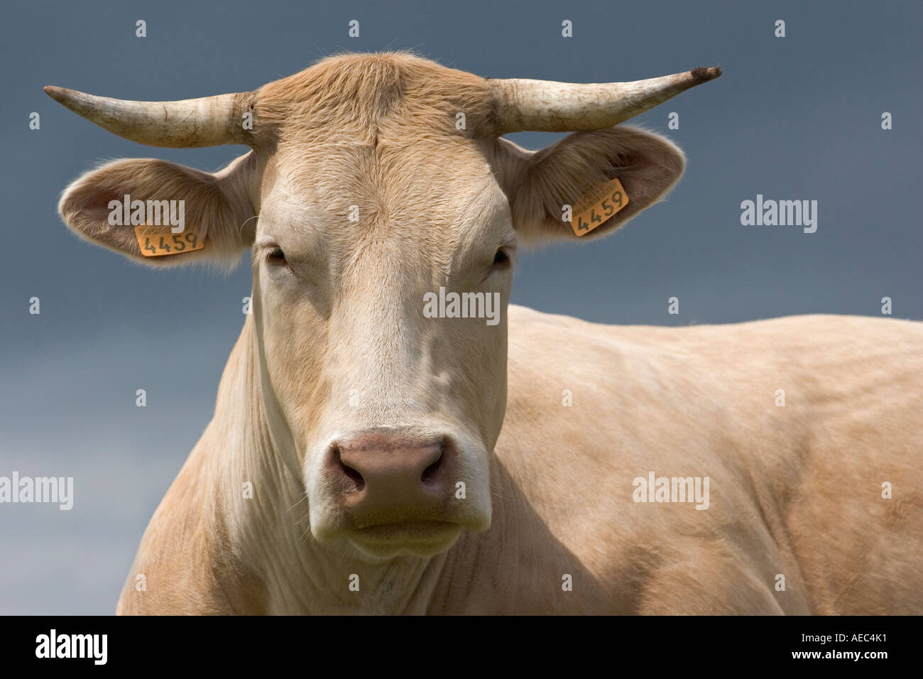 Une vache Charolaise (Bos taurus domesticus) en Auvergne (France). Vache de race Charolaise en Auvergne (France). Banque D'Images