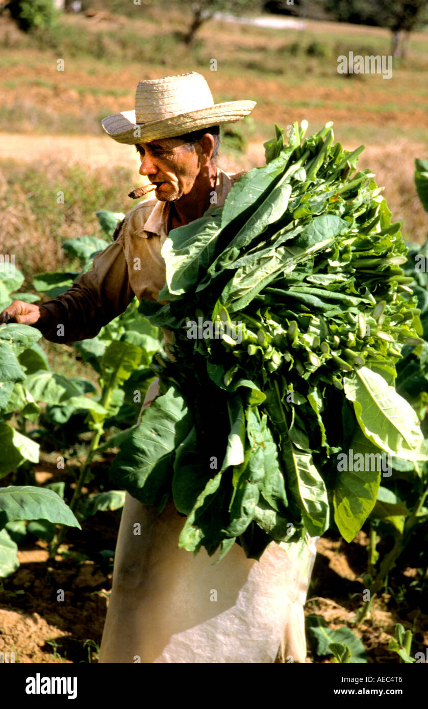 Pinar de Rio Cuba Cuban culture du tabac cigares cigares feuille plantation agricole leafs fabrication usine usine femme homme Banque D'Images