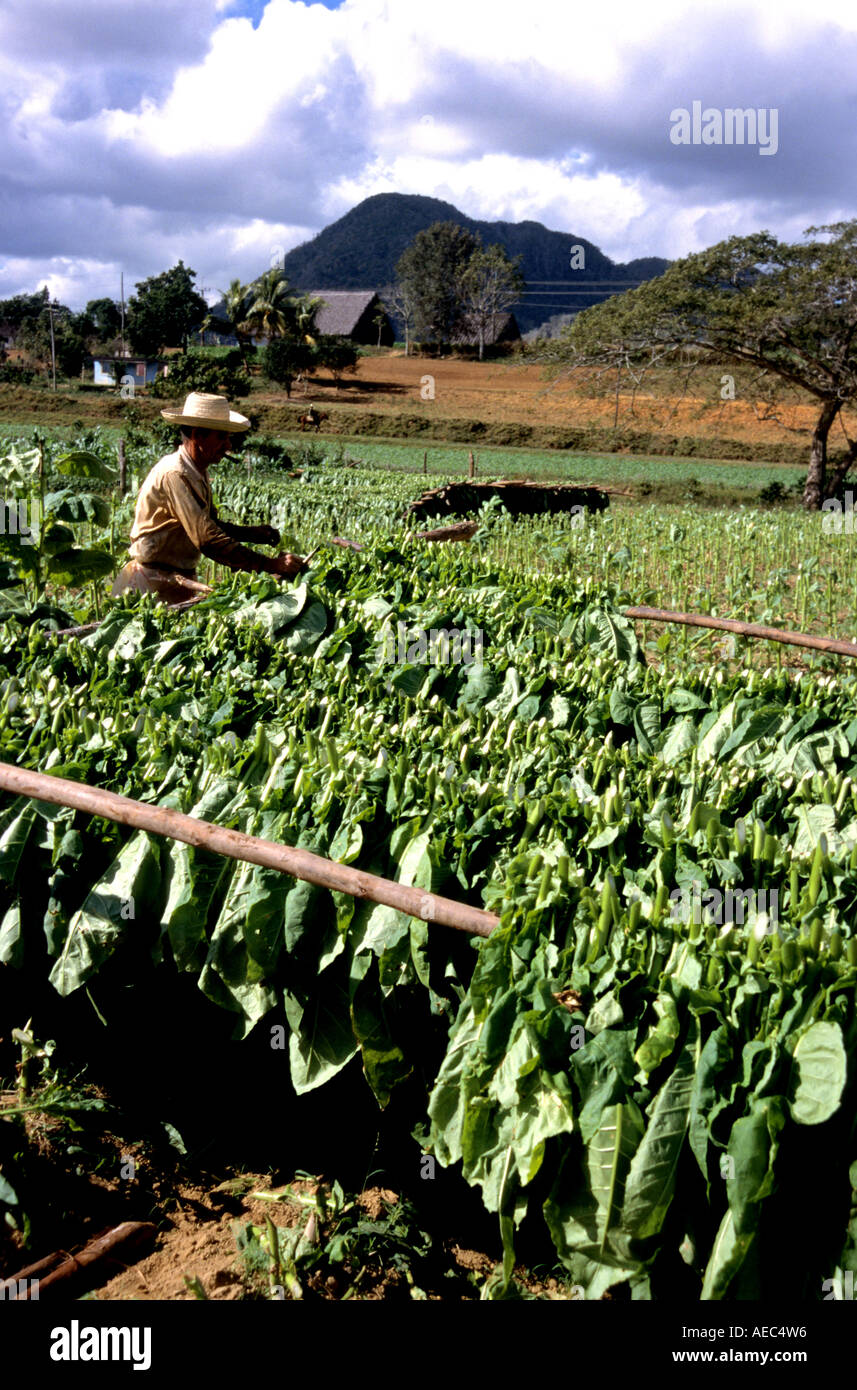 Pinar de Rio Cuba Cuban culture du tabac cigares cigares feuille plantation agricole leafs fabrication usine usine femme homme Banque D'Images