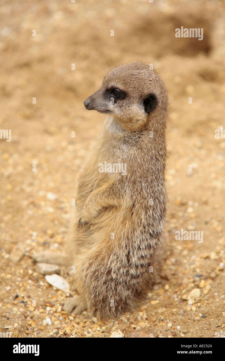 Un seul jeune Meerkat (Suricata suricatta) assis debout sur le devoir de sénain Banque D'Images