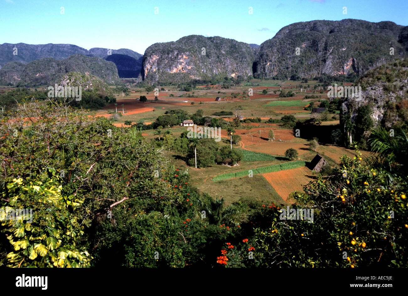 Pinar de Rio Cuba culture du tabac cubain cigare cigares plantation agricole Banque D'Images