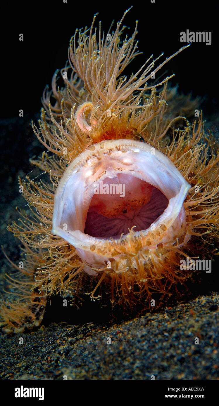 La bouche d'un poisson grenouille poilue inhabituelle s'étend de TK2 divesite Détroit de Lembeh Banque D'Images