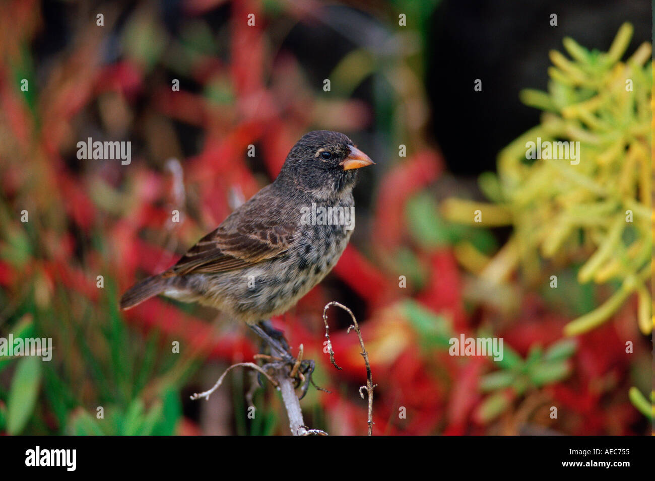 Darwin s'oiseau perché sur la branche Finch sur les îles Galapagos Équateur Banque D'Images