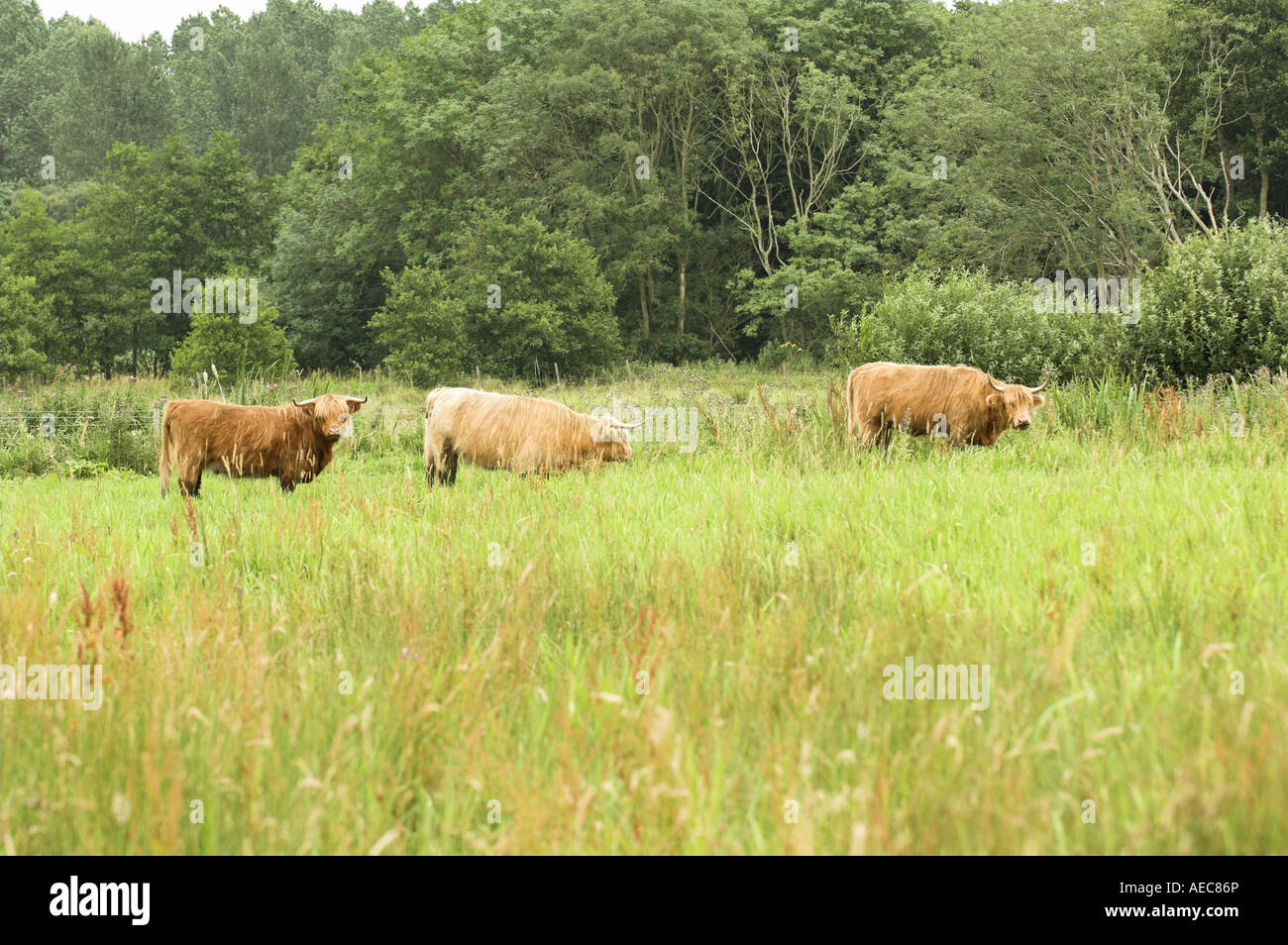 Highland cattle étant utilisé pour gérer l'habitat de pâturage humide dans l'East Anglia Angleterre Juillet Banque D'Images
