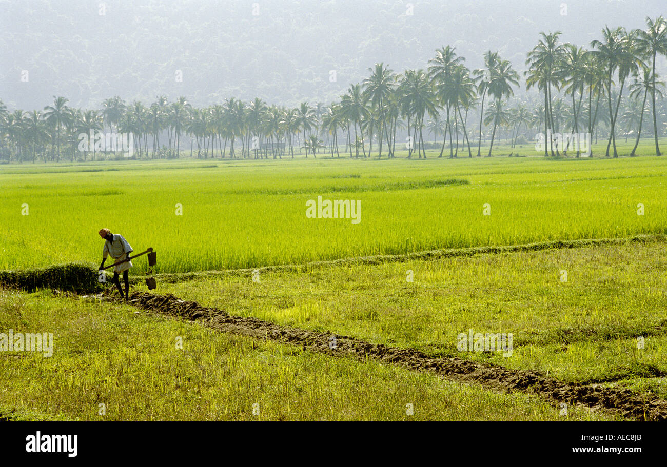 Kerala un paysage dans la lumière du matin, avec les rizières et les cocotiers et un agriculteur travaillant dans l'avant-plan Banque D'Images