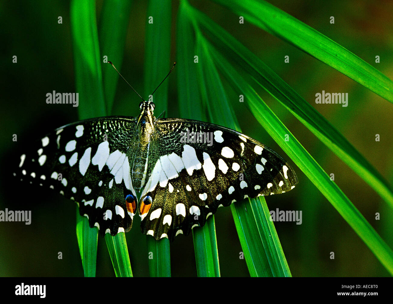 Papillon de chaux : Papilionidae Papilio demoleus, reposant sur des adultes de green palm leaf dans la lumière du matin Banque D'Images