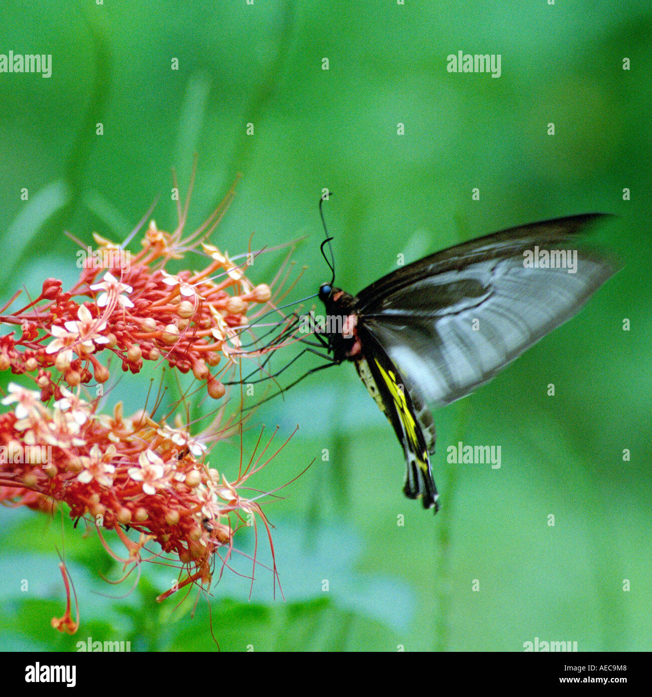 Le sud de la Cites Troides minos plus grand papillon indien mâle adulte de sucer le nectar des fleurs Clerodendron Banque D'Images