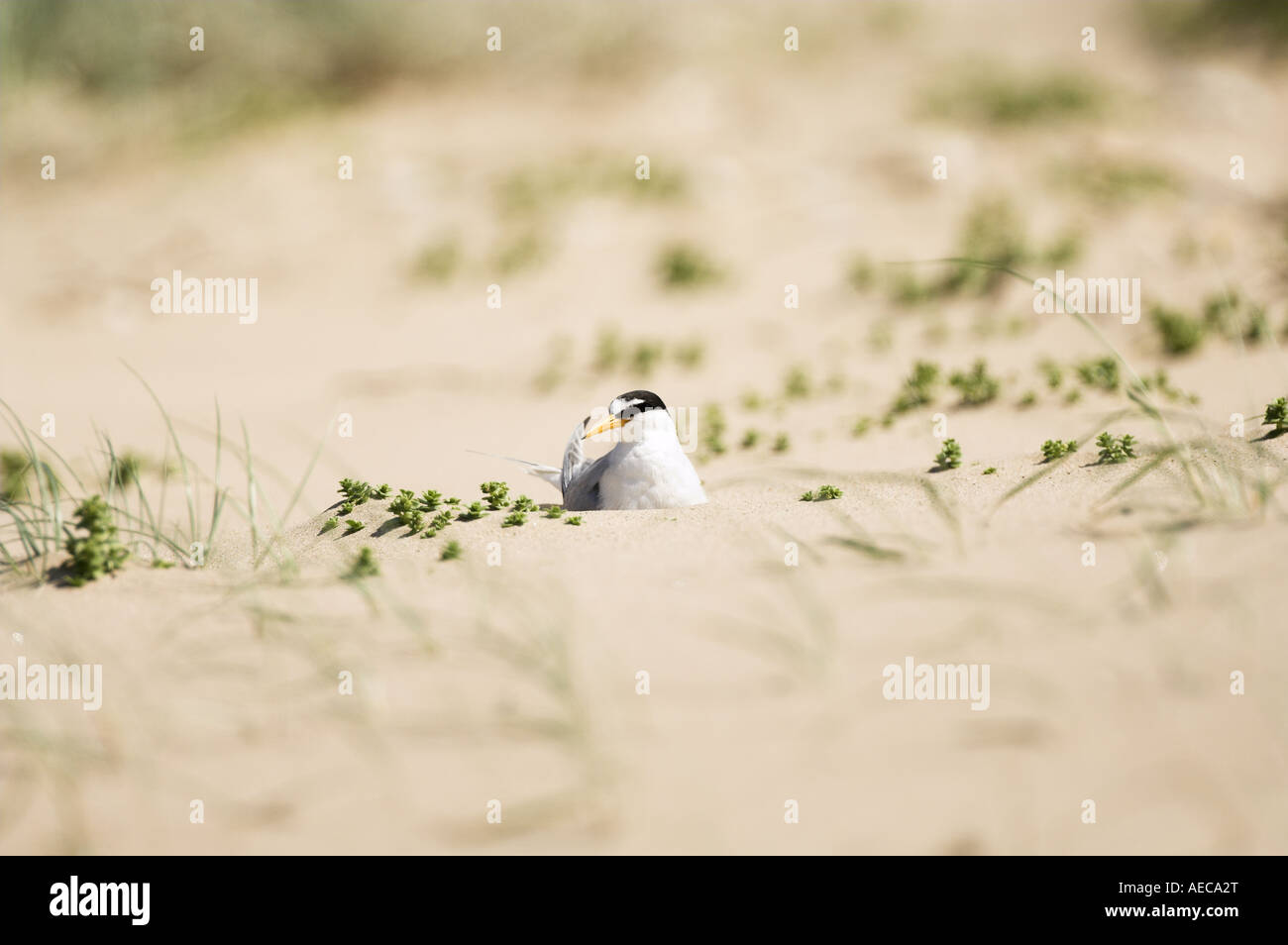 Sterne naine Sterna albifrons assis sur adultes nichent dans plage de sable fin juillet l'Angleterre de l'habitat Banque D'Images