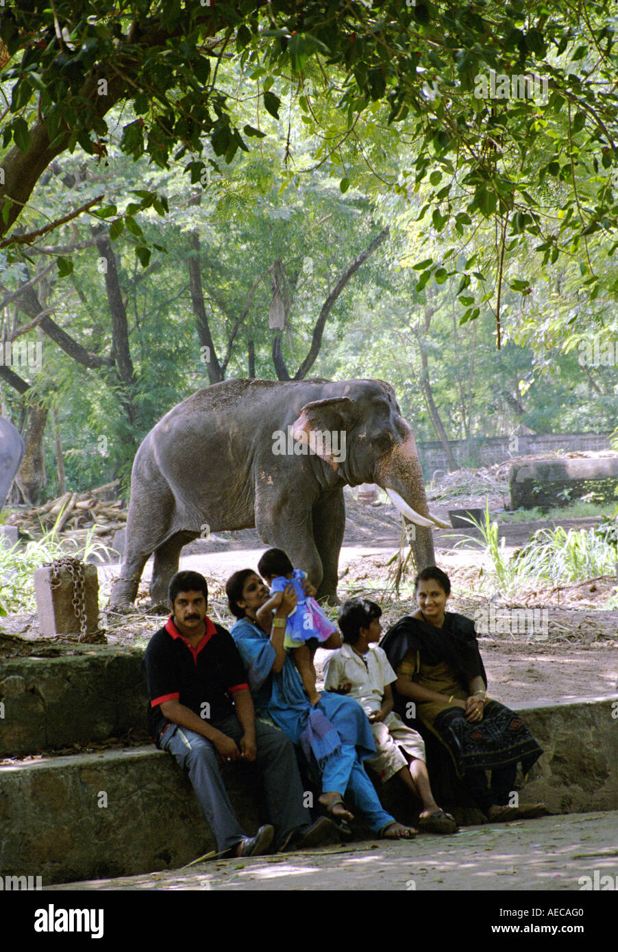 / Latéral vue latérale d'un éléphant indien, Kerala, alors que certaines personnes / voyageurs assis à côté. Banque D'Images