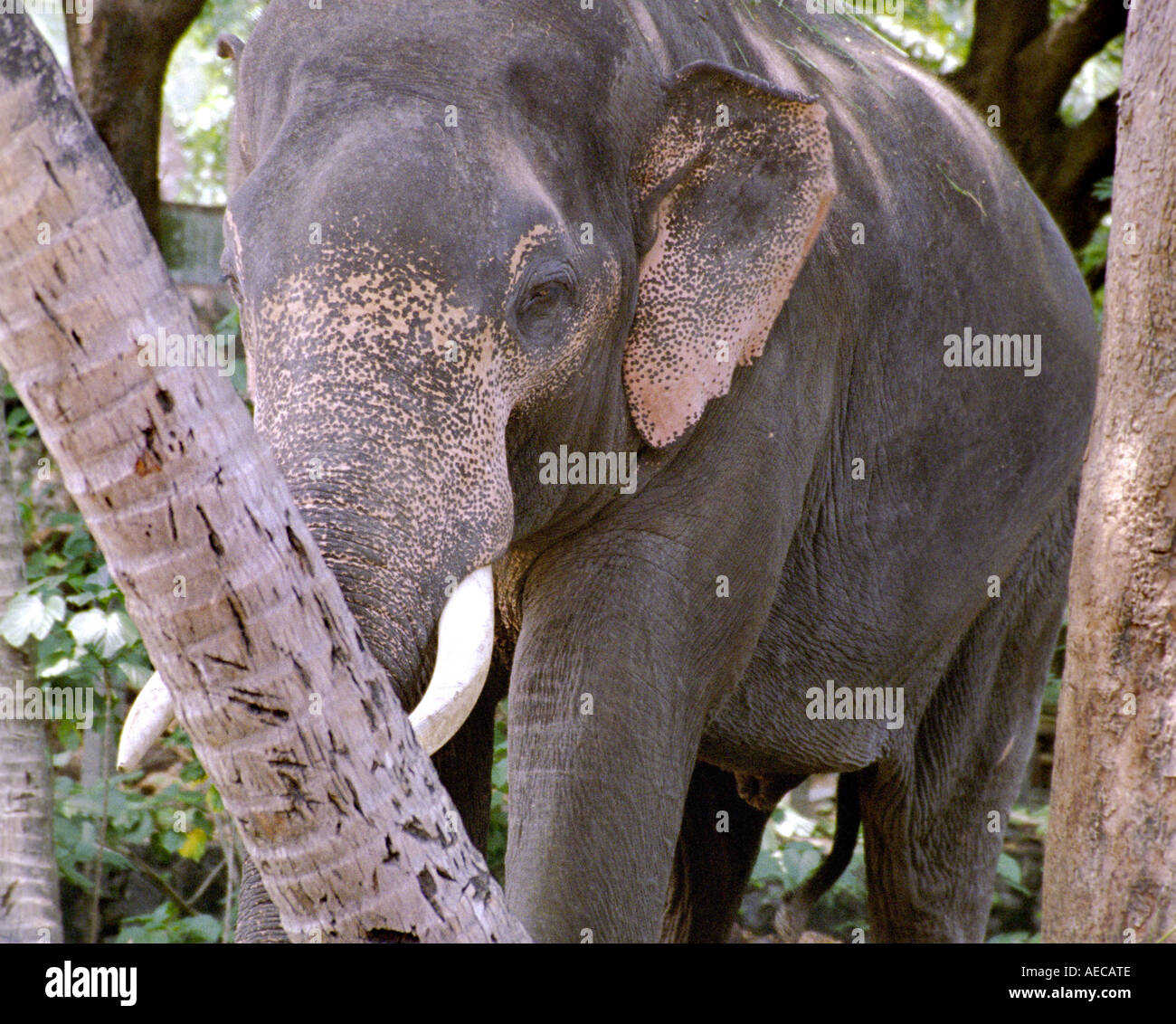 Vue frontale d'un éléphant mâle indien Banque D'Images