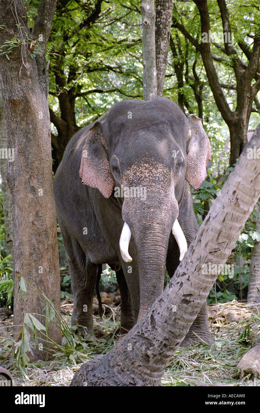 Vue frontale d'un éléphant mâle indien Banque D'Images