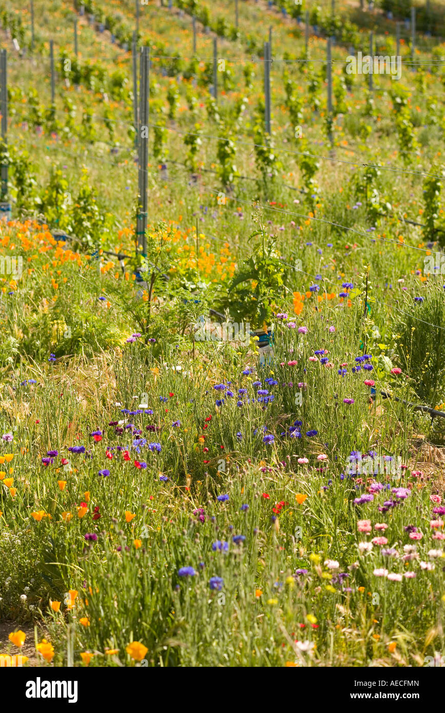 Wildflowers croître chez les jeunes vignes Curtis Winery Santa Ynez Valley en Californie Banque D'Images