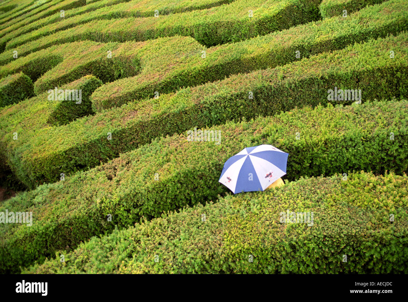 Un syndicat TENTE DE RÉSOUDRE LES MONDES PLUS LONG LABYRINTHE DE COUVERTURE À LONGLEAT HOUSE PRÈS DE SALISBURY WILTSHIRE, UK Banque D'Images