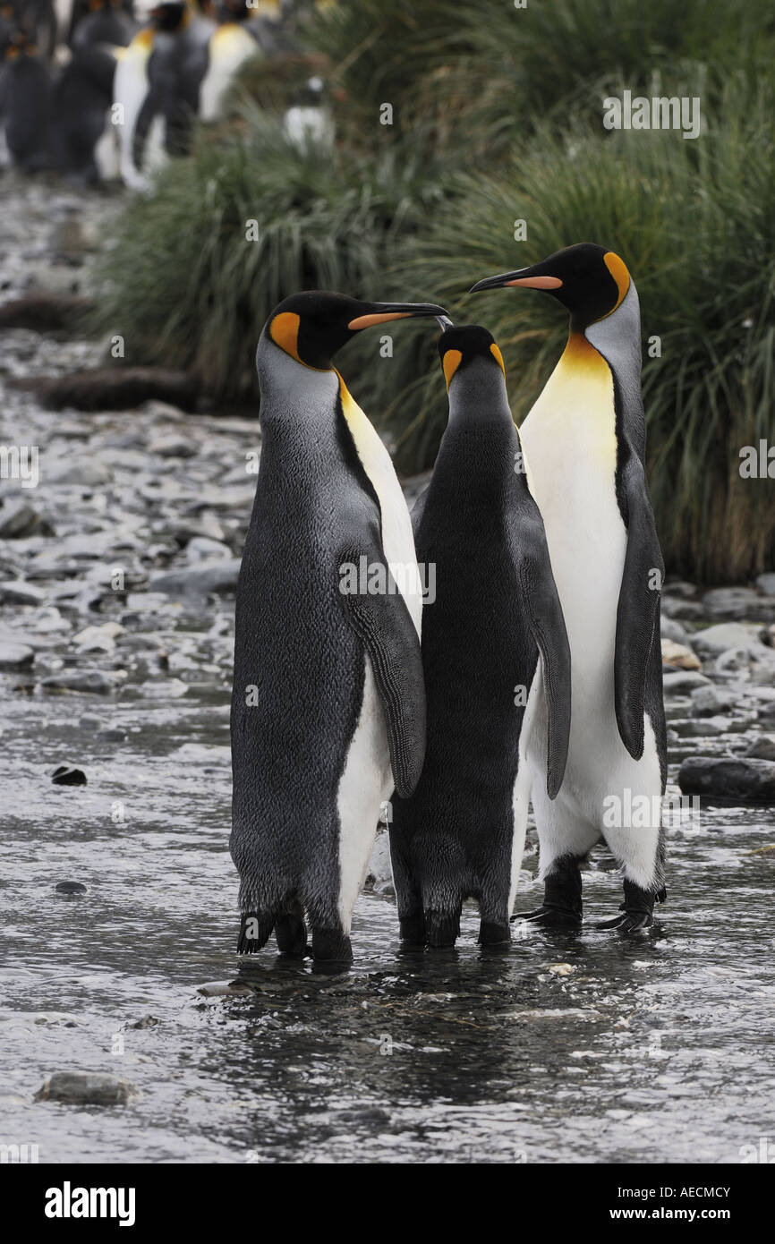 Manchot royal (Aptenodytes patagonicus), trois personnes debout dans un ruisseau, l'Antarctique, Suedgeorgien Banque D'Images