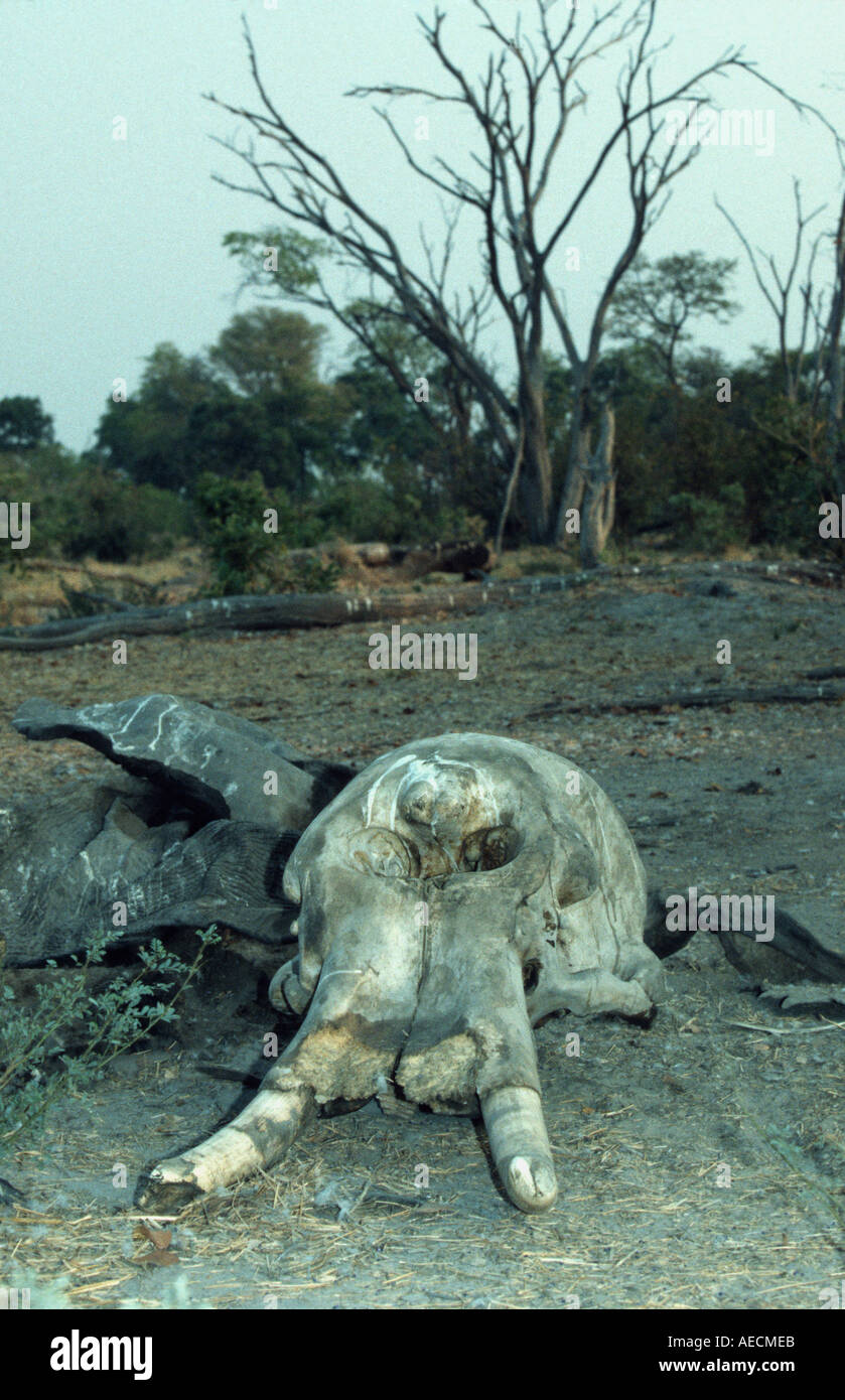 Loxodonta africana Banque D'Images