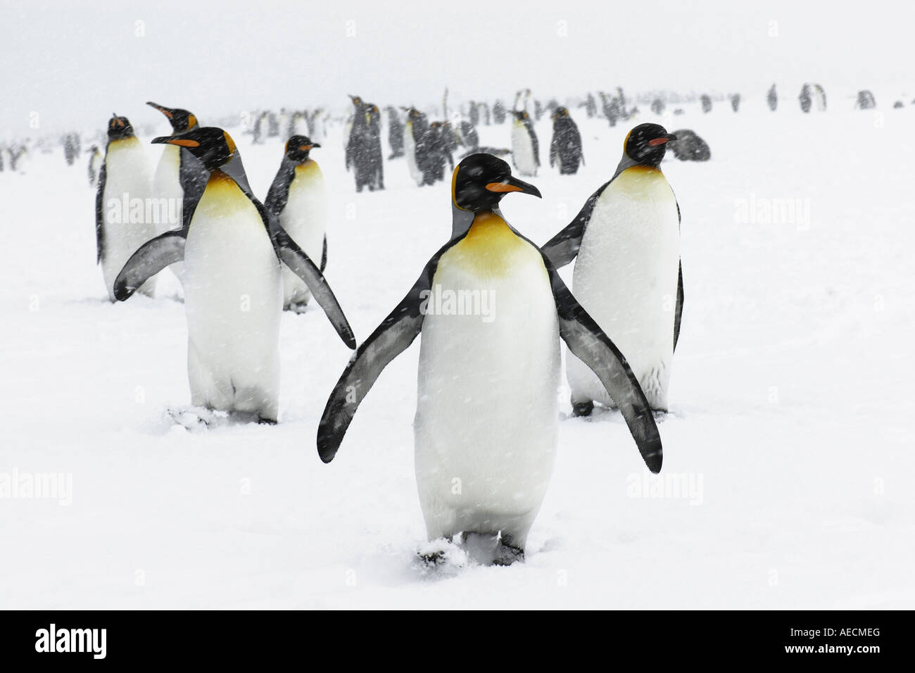 Manchot royal (Aptenodytes patagonicus), groupe dans une tempête de neige, l'Antarctique, Suedgeorgien Banque D'Images