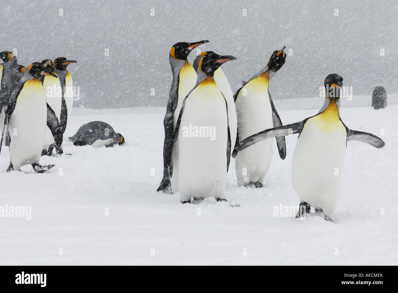 Manchot royal (Aptenodytes patagonicus), groupe dans une tempête de neige, l'Antarctique, Suedgeorgien Banque D'Images