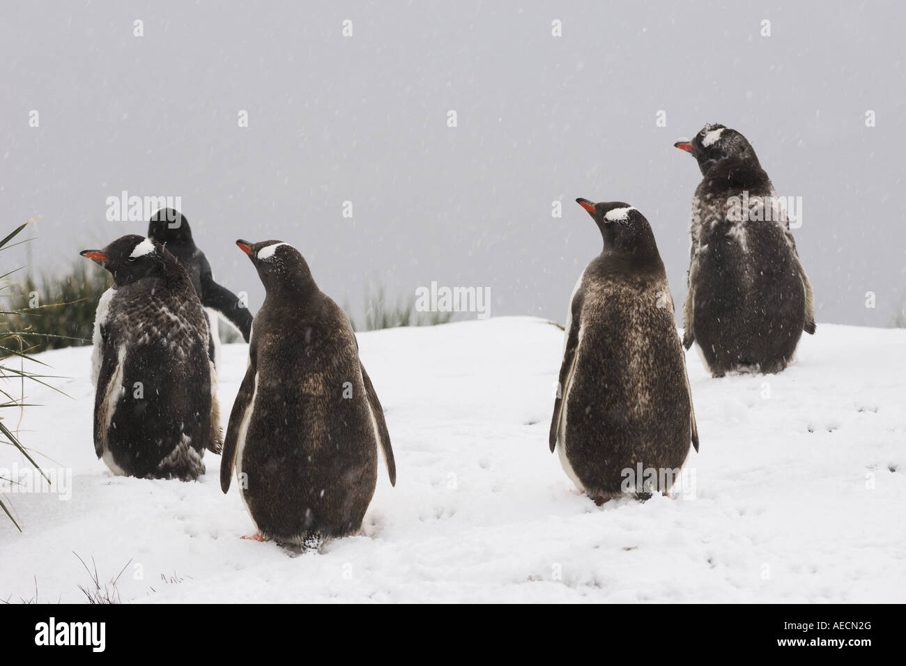 Gentoo pingouin (Pygoscelis papua), cinq animaux dans la neige de derrière, l'Antarctique, Suedgeorgien Banque D'Images