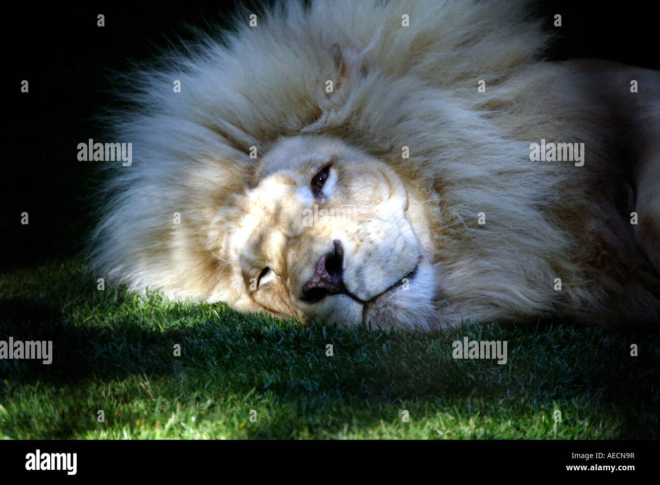 Lion (Panthera leo), sleepy white seul animal, USA Banque D'Images