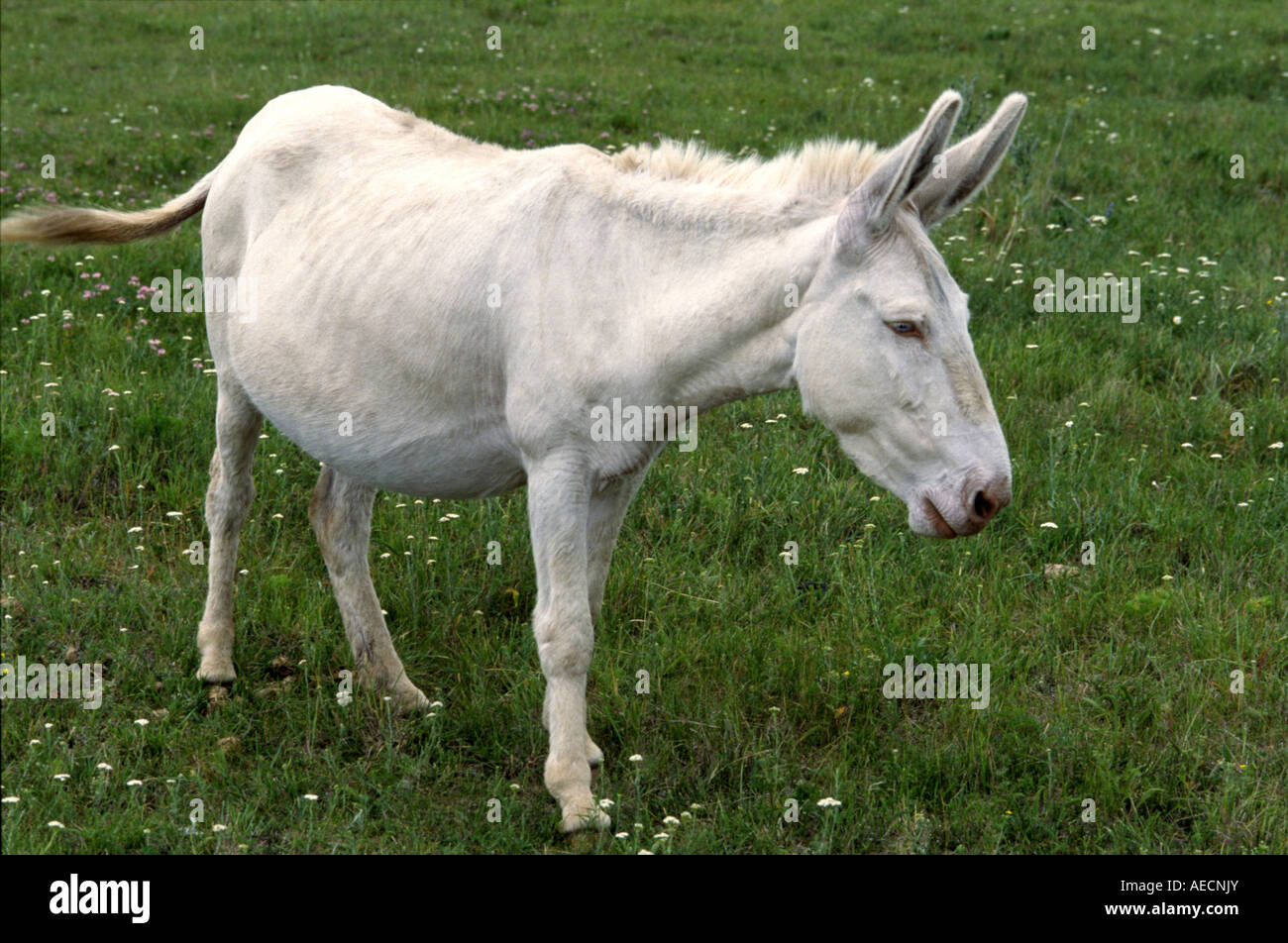 L'âne domestique (Equus asinus asinus. f), blanc, l'Âne domestique au pâturage permanent, Autriche Banque D'Images
