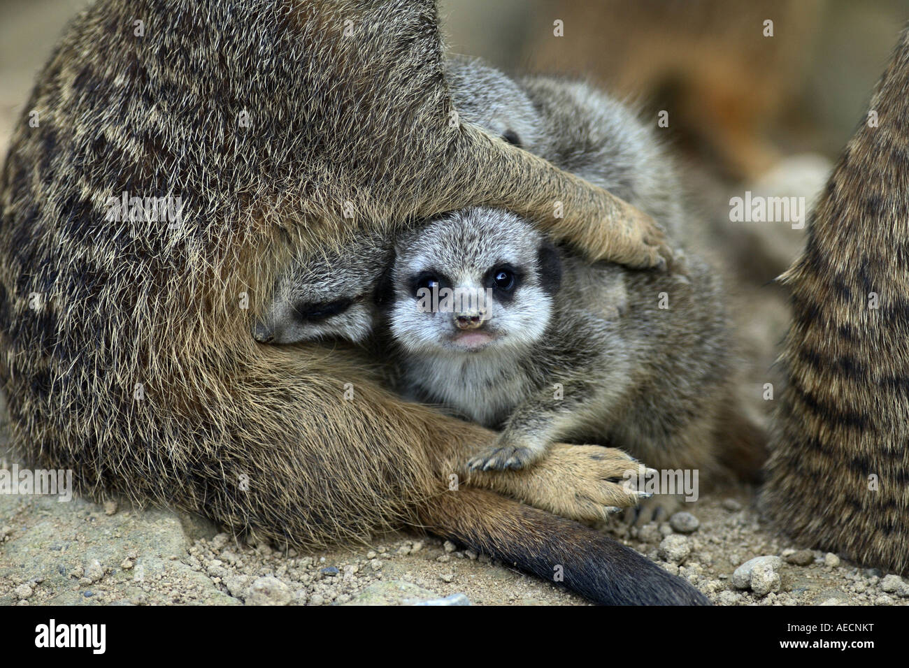 À queue fine, suricate (Suricata suricatta) suricates, allaitement Banque D'Images