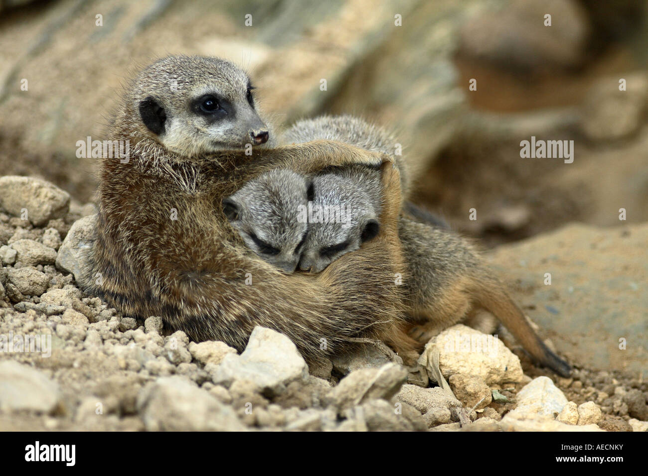 À queue fine, suricate (Suricata suricatta) suricates, allaitement Banque D'Images