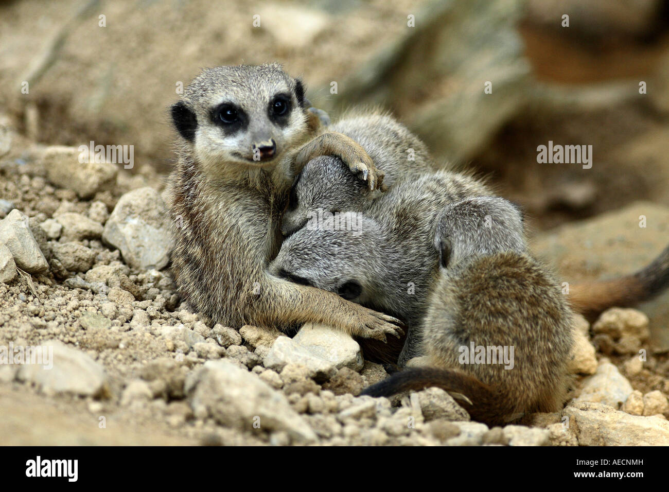 À queue fine, suricate (Suricata suricatta) suricates, allaitement Banque D'Images