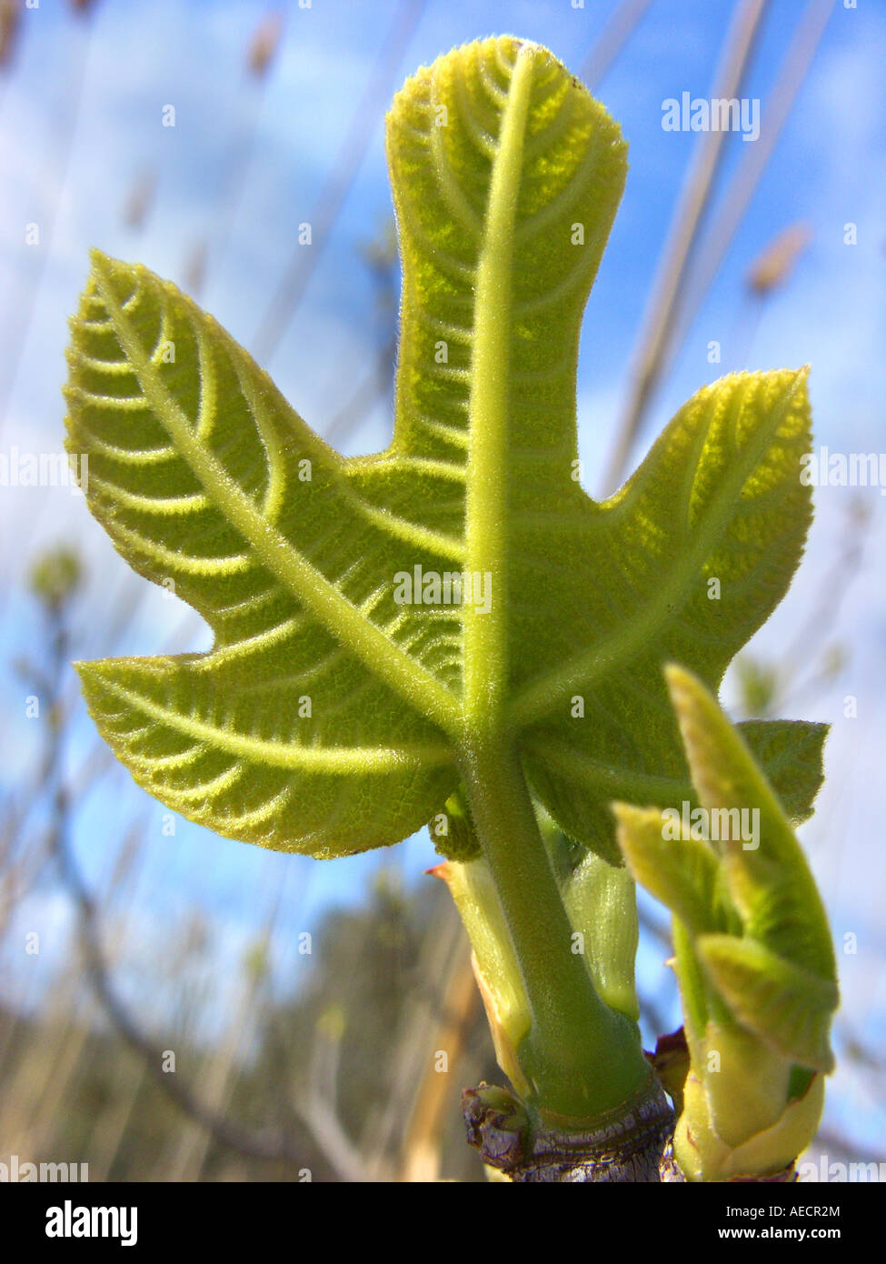 Edible fig, common fig (Ficus carica), avec la direction générale des jeunes feuilles, Espagne, Majorque Banque D'Images