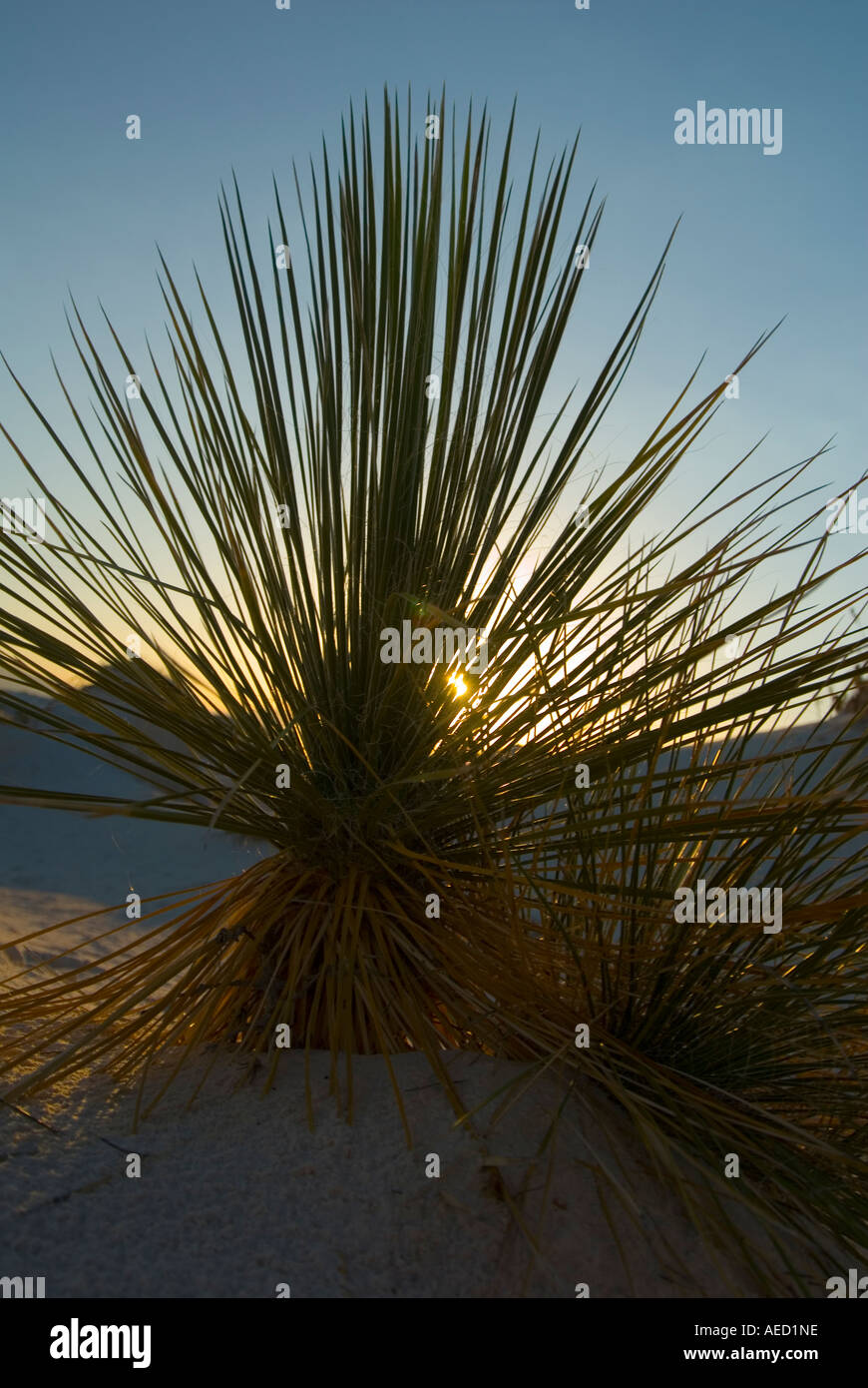 Aiguille Adams feuille faible Yucca plante à White Sands National Monument au Nouveau Mexique Banque D'Images