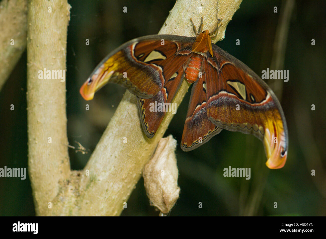 Atlas moth (Attacus atlas), une espèce d'oiseaux a déclaré qu'il était le plus grand papillon du monde. Banque D'Images