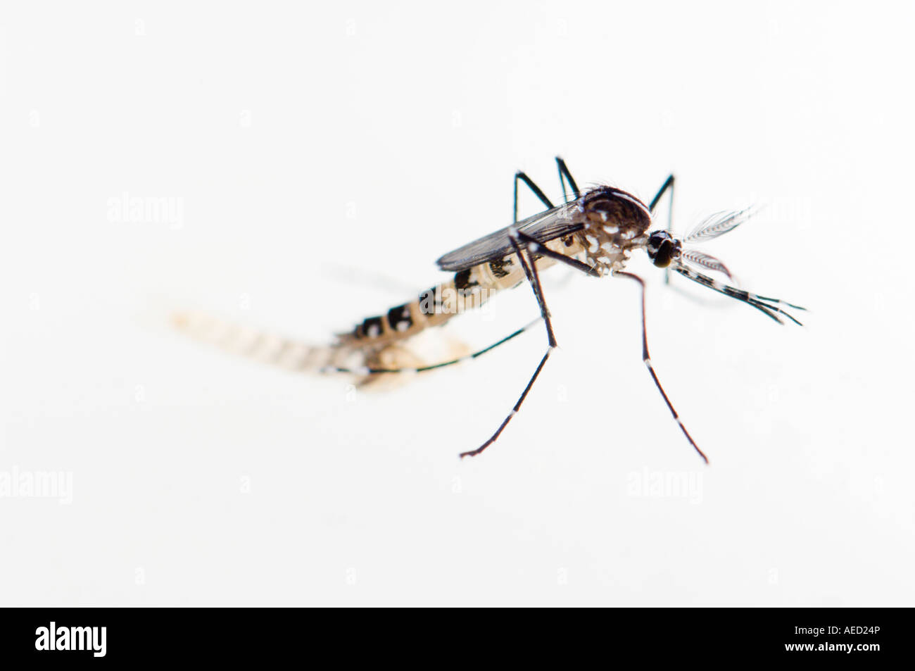 Male mosquito Banque d'images détourées - Alamy