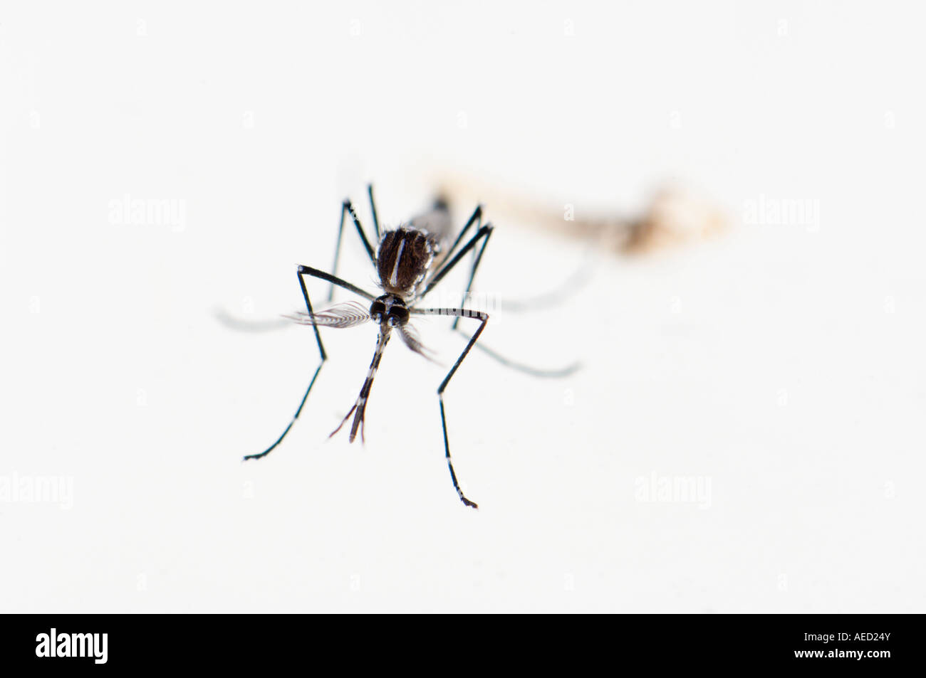 Les hommes nouvellement né Asian Tiger Mosquito (Aedes albopictus) à la surface de l'eau après avoir émergé de la nymphe. Peau nymphale visible Banque D'Images