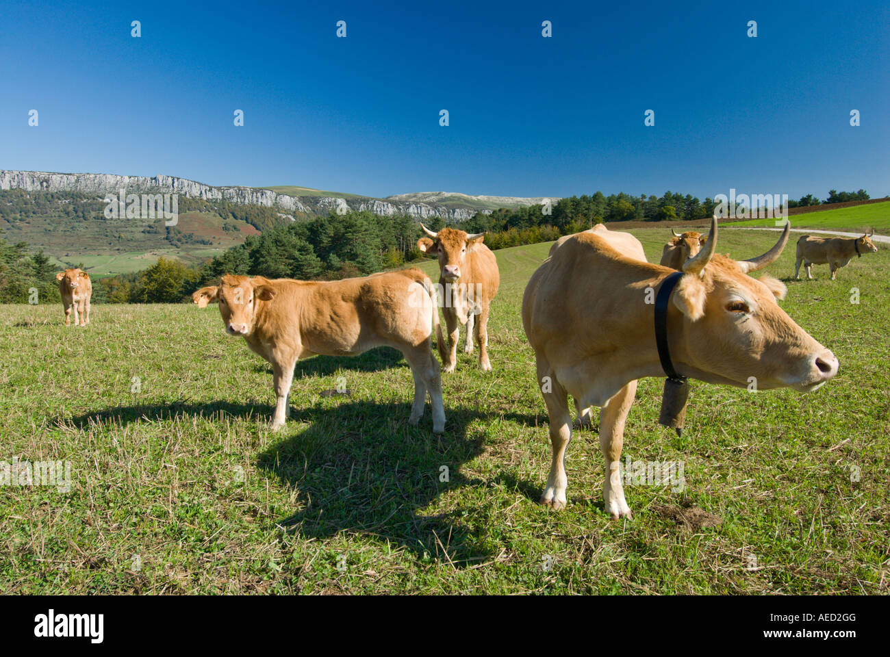 Les vaches sur pré, Espagne Banque D'Images