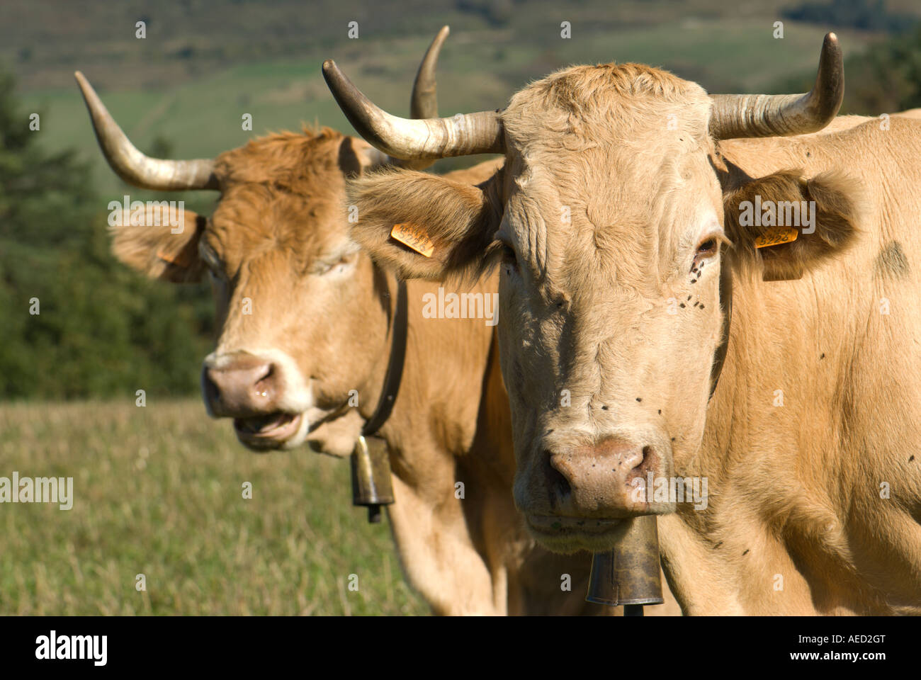 Deux vaches portrait, Espagne Banque D'Images