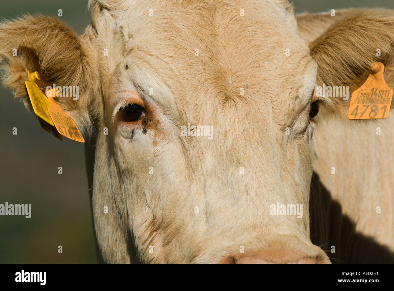 Portrait de vache, Espagne Banque D'Images
