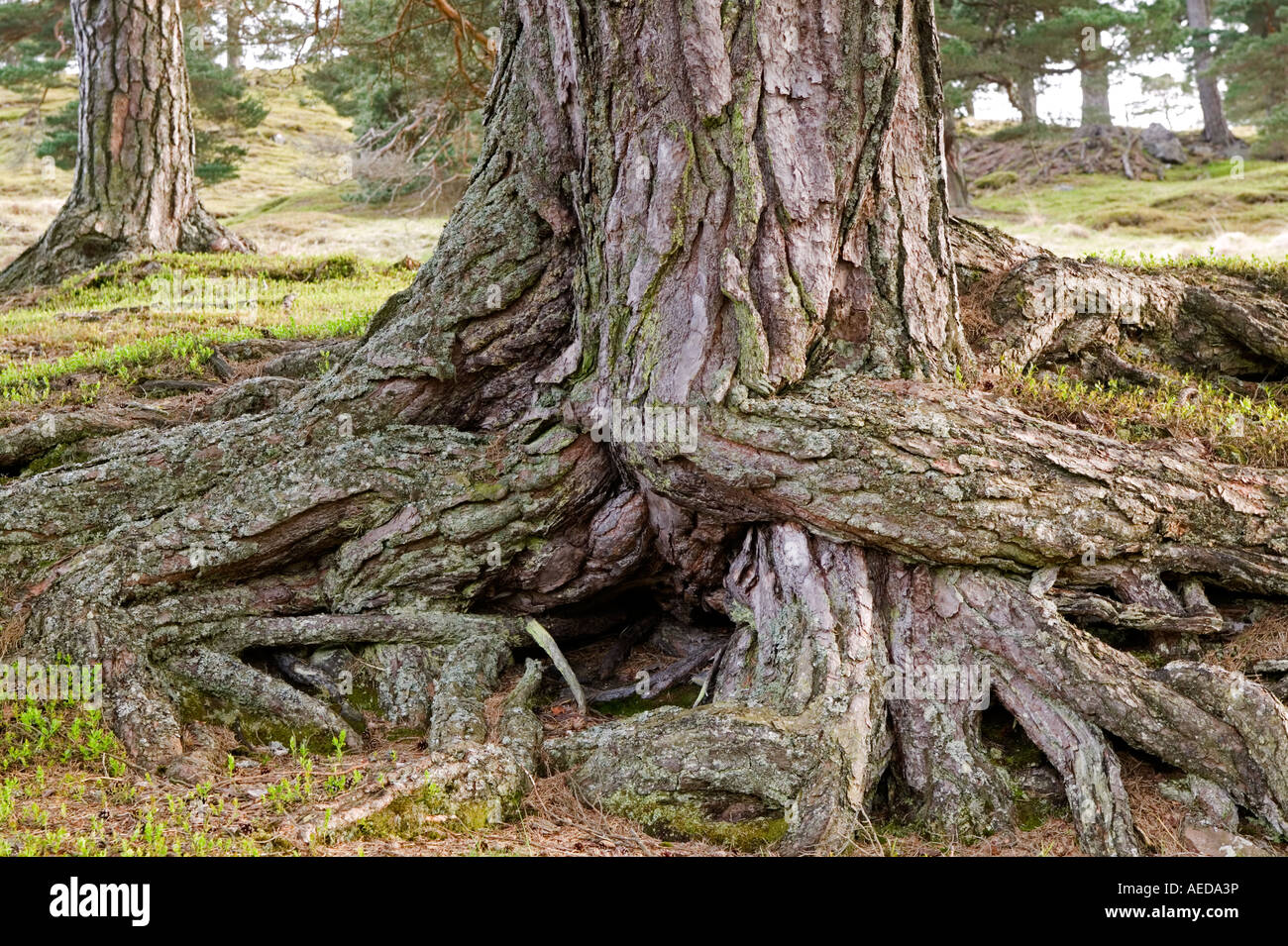 Les racines et le tronc d'un arbre de pin sylvestre en forêt Glen Lyon Ecosse Banque D'Images