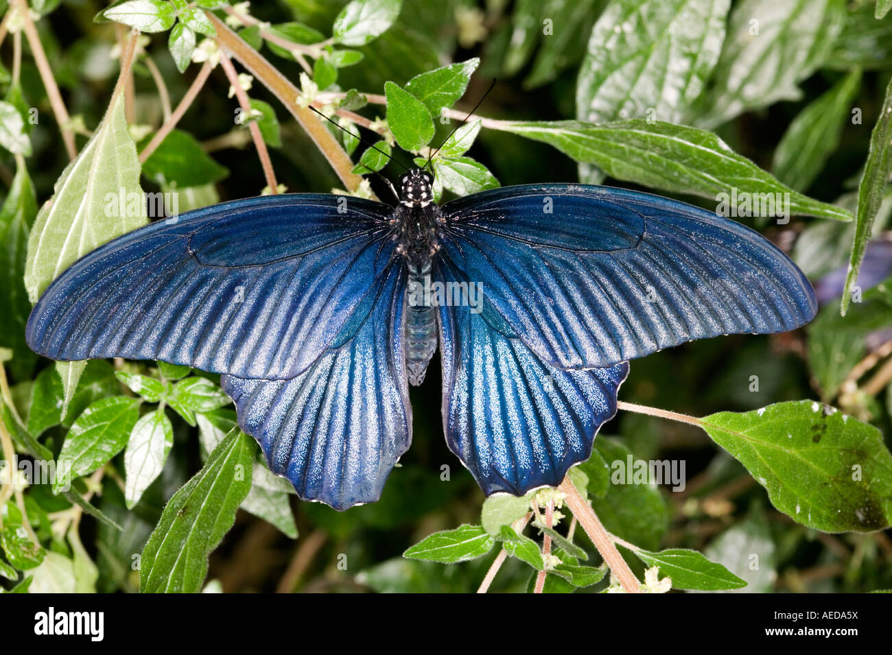 Papilio memnon blue butterfly sur feuilles tropicales Banque D'Images