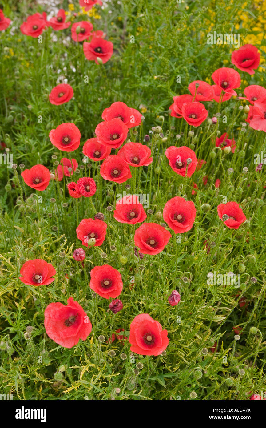 Groupe de fleurs de pavot rouge dans une prairie Banque D'Images