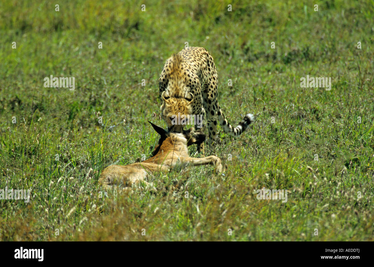 Le guépard Acinonyx jubatus traîne les tuer d'un veau gnous par l'Afrique de l'Est Tanzanie Serengeti Banque D'Images