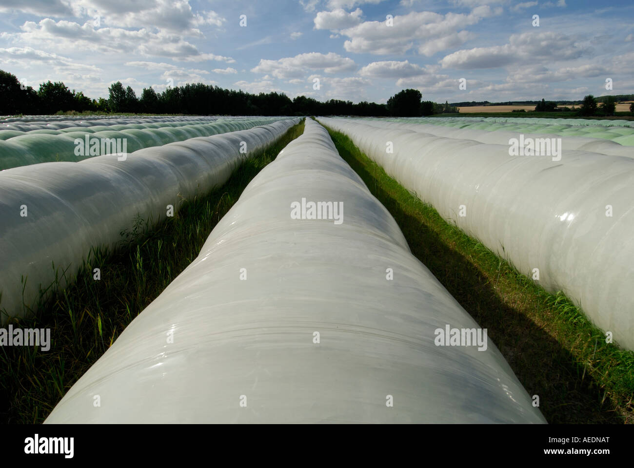 Couverts en plastique, balles de paille / Sud Touraine, France. Banque D'Images