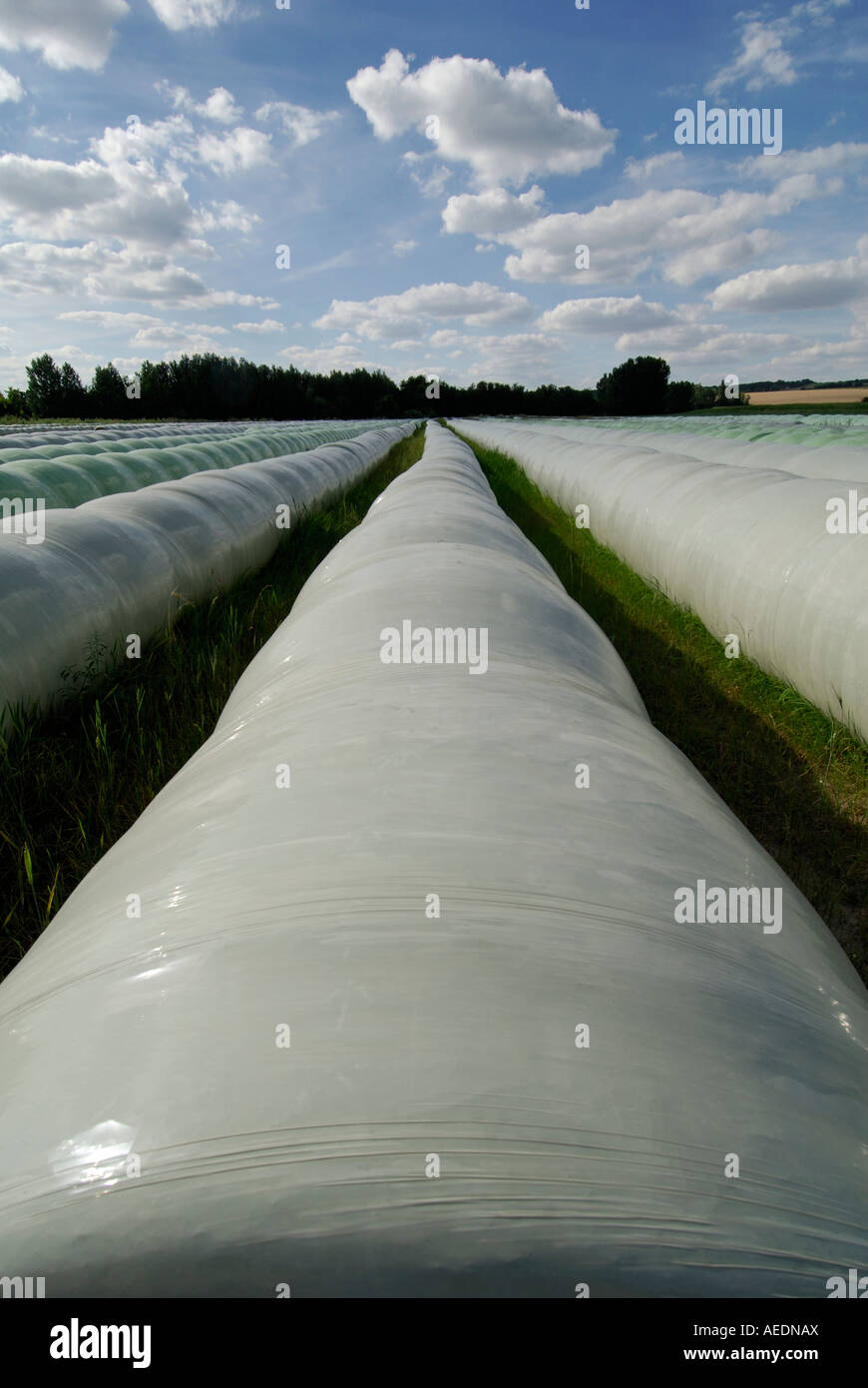 Couverts en plastique, balles de paille / Sud Touraine, France. Banque D'Images