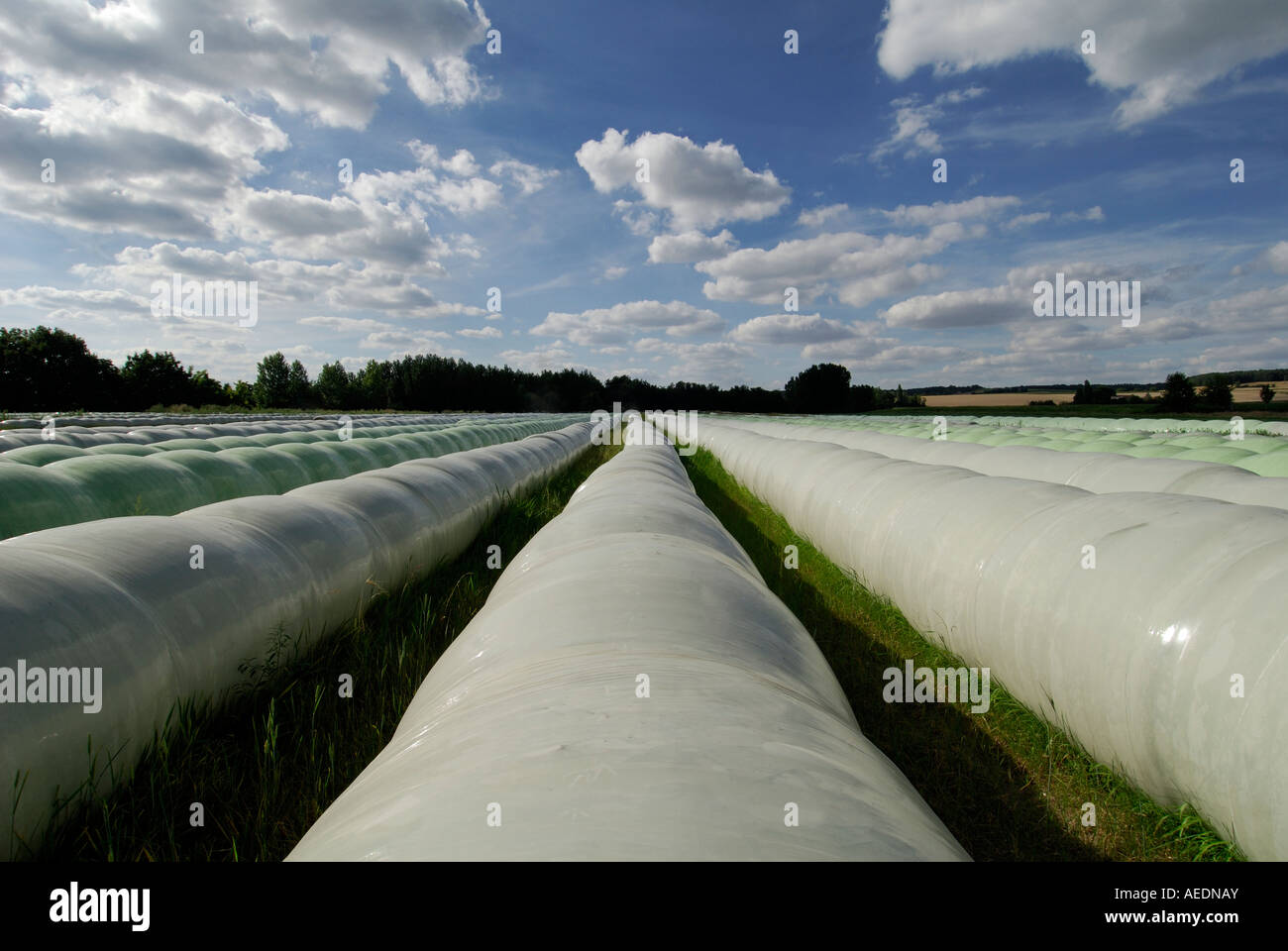 Couverts en plastique, balles de paille / Sud Touraine, France. Banque D'Images