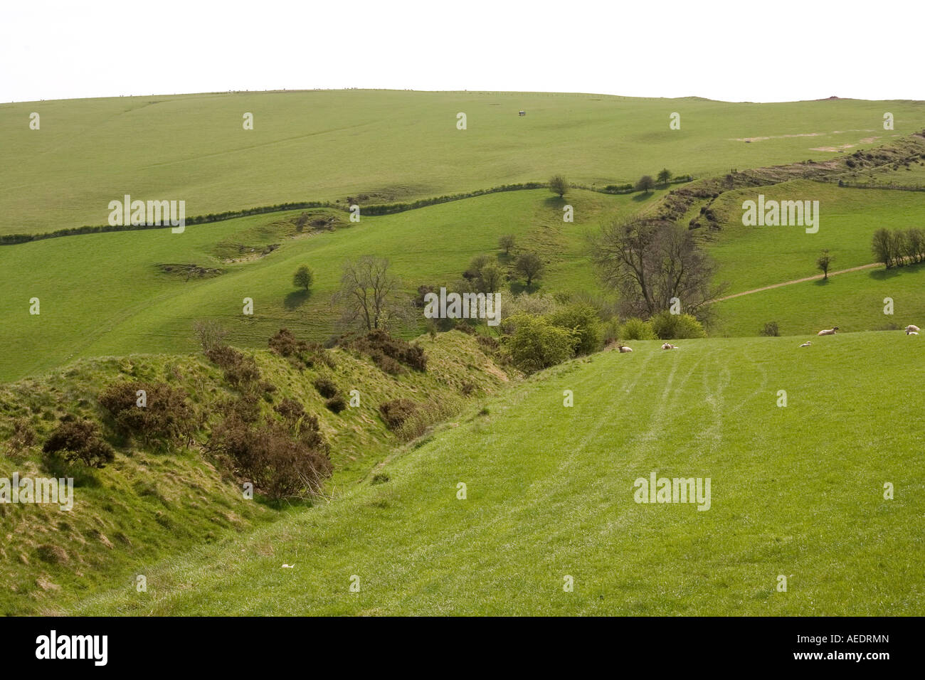 UK Shropshire Llanfair Hill Offas Dyke mieux conservé l'article en passant par les terres agricoles de moutons Banque D'Images