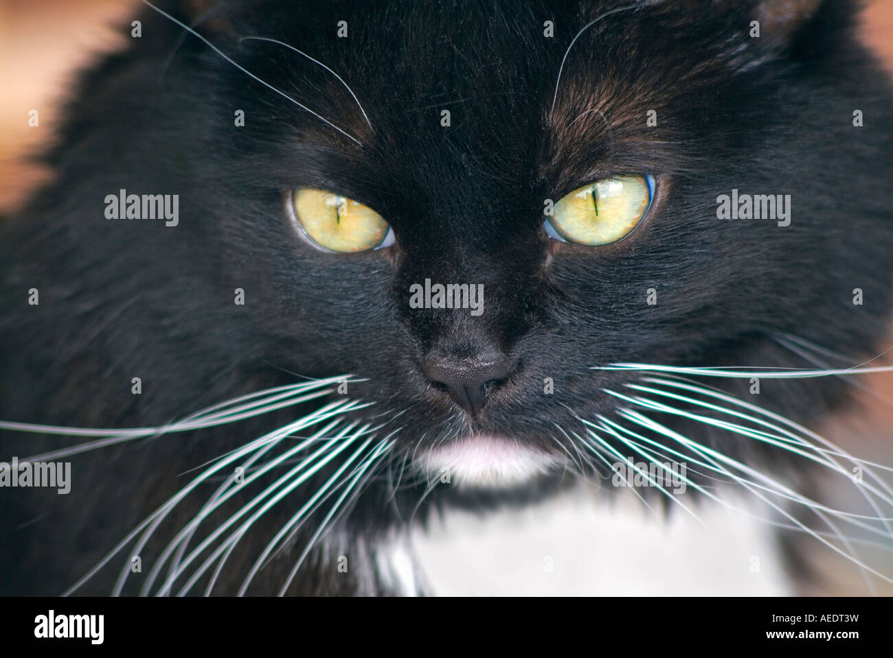 Joli chat noir avec de longues moustaches blanches Banque D'Images